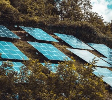 Solar panels in a forest